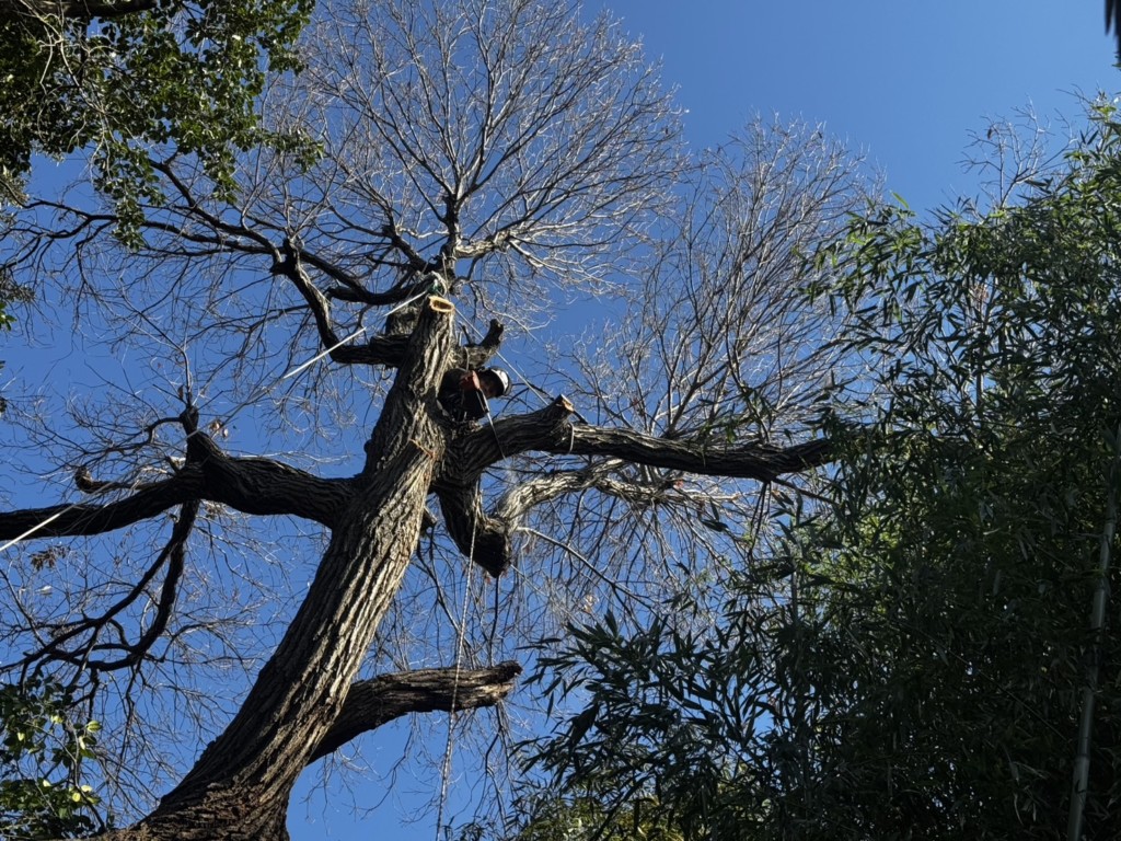 伐採　特殊伐採