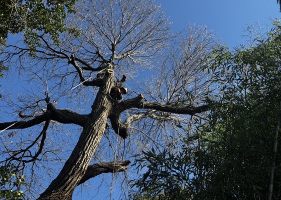 伐採　特殊伐採