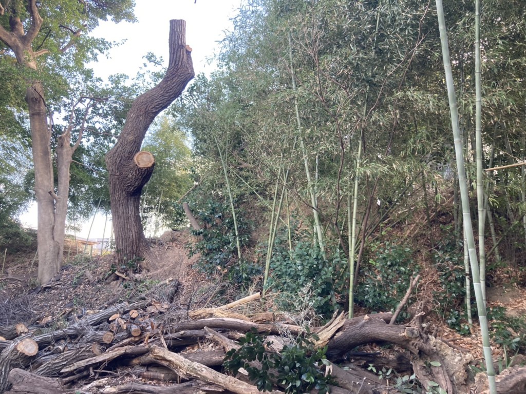 伐採　特殊伐採