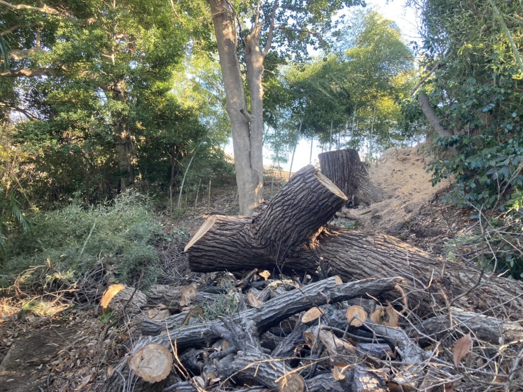 伐採　特殊伐採