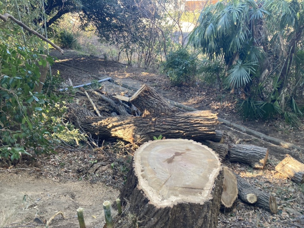 伐採　特殊伐採