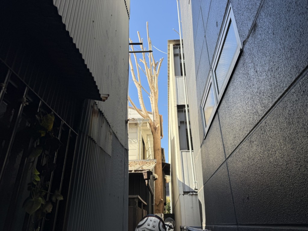 伐採　特殊伐採