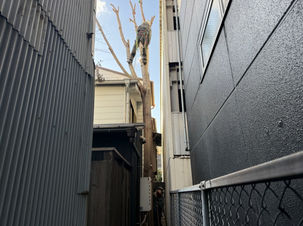 伐採　特殊伐採