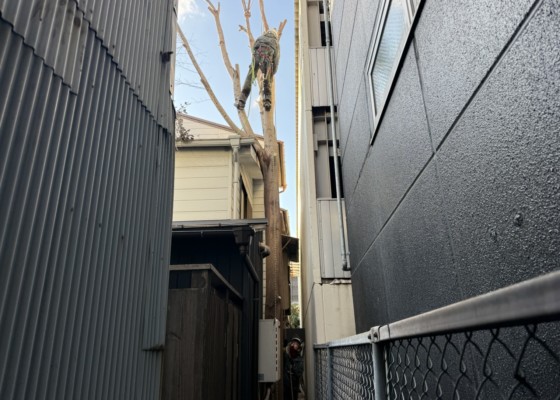 伐採　特殊伐採