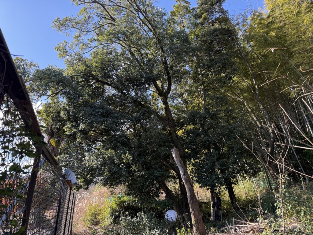 伐採　特殊伐採　大阪　大木