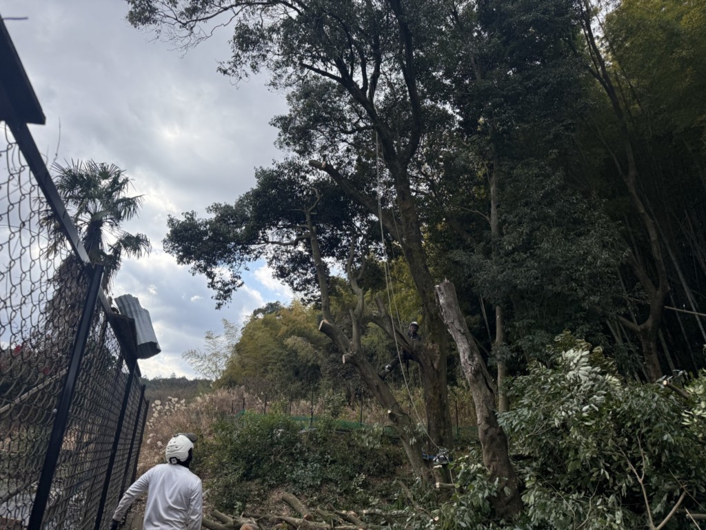 伐採　特殊伐採　大阪　大木