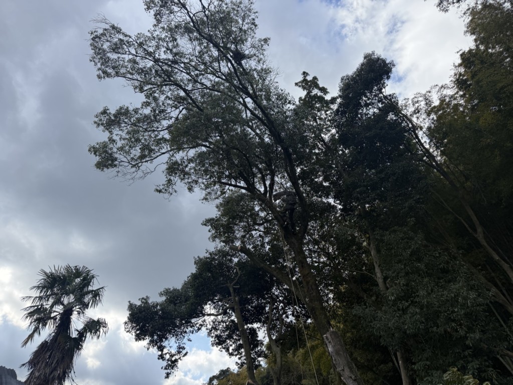 伐採　特殊伐採　大阪　大木