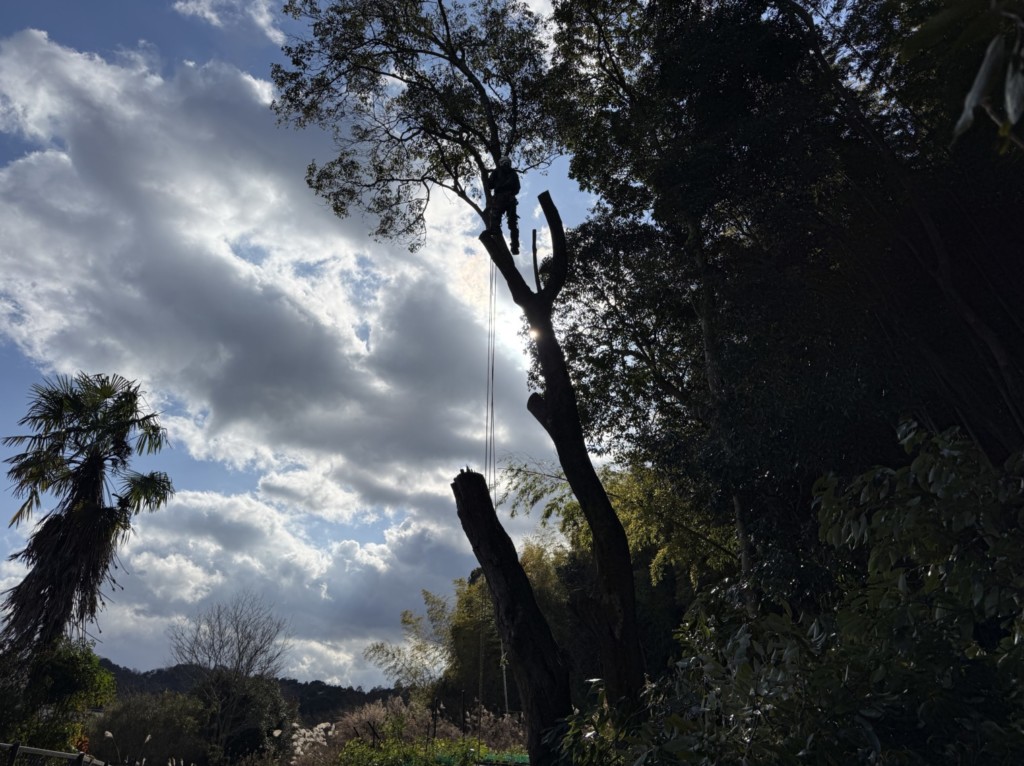 伐採　特殊伐採　大阪　大木