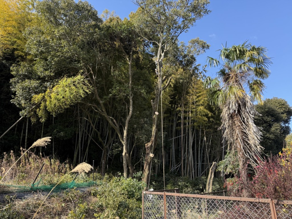 伐採　特殊伐採　大阪　大木
