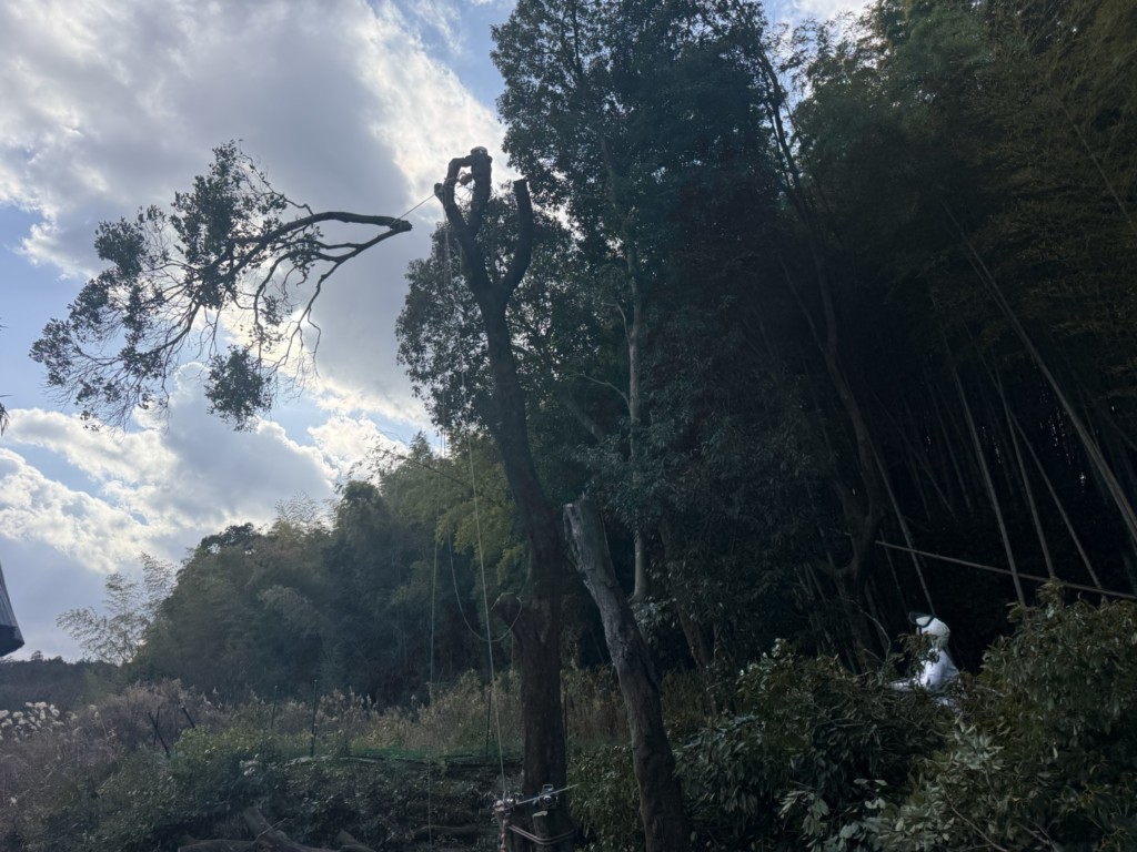 伐採　特殊伐採　大阪　大木