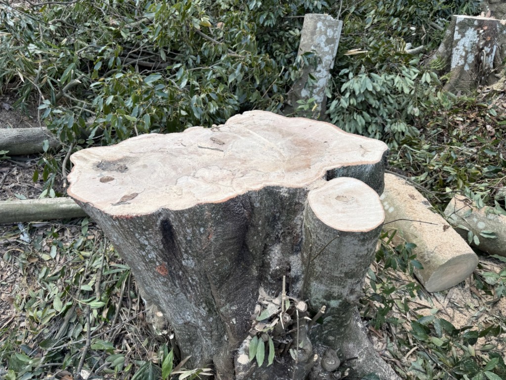 伐採　特殊伐採　大阪　大木