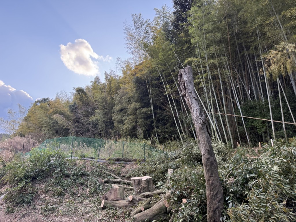 伐採　特殊伐採　大阪　大木