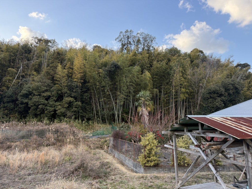 伐採　特殊伐採　大阪　大木