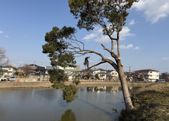 大坂　伐採　特殊伐採