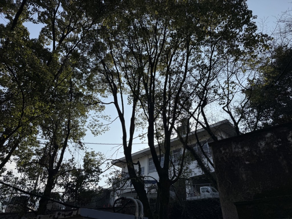 伐採　特殊伐採　大阪　関西