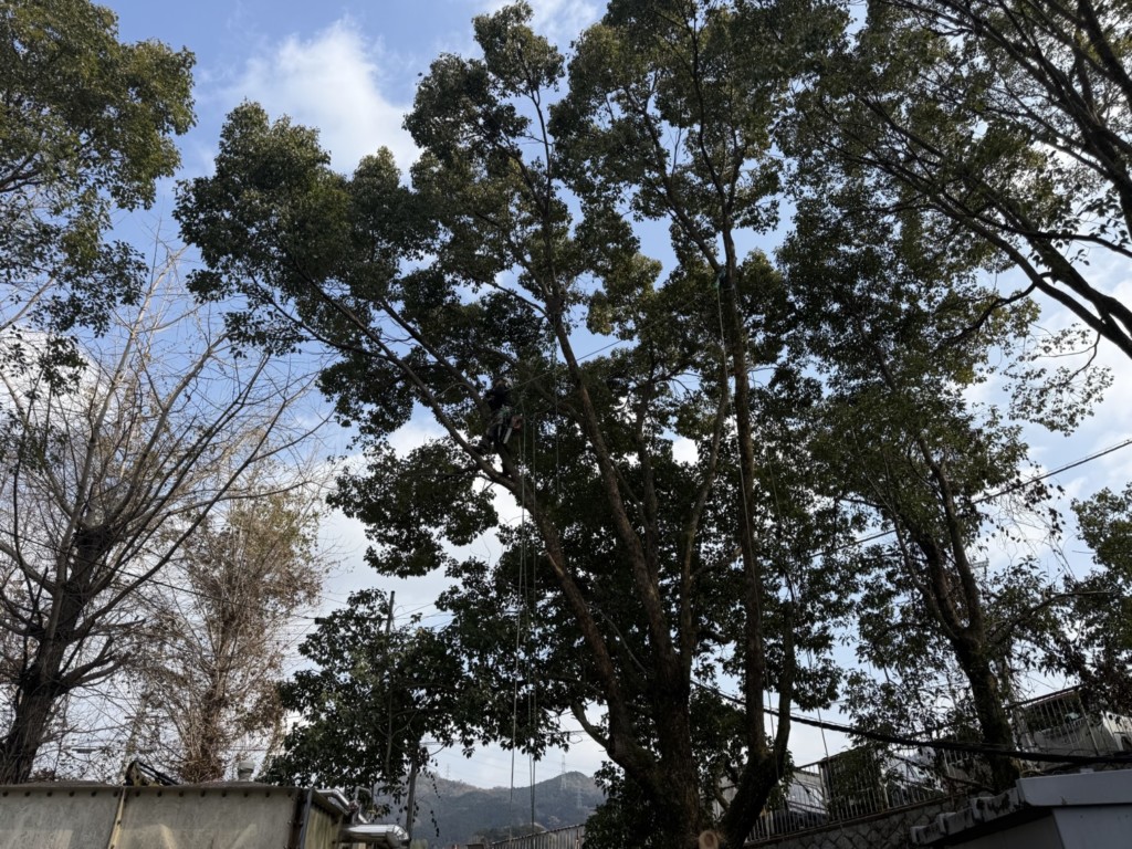 伐採　特殊伐採　大阪　関西