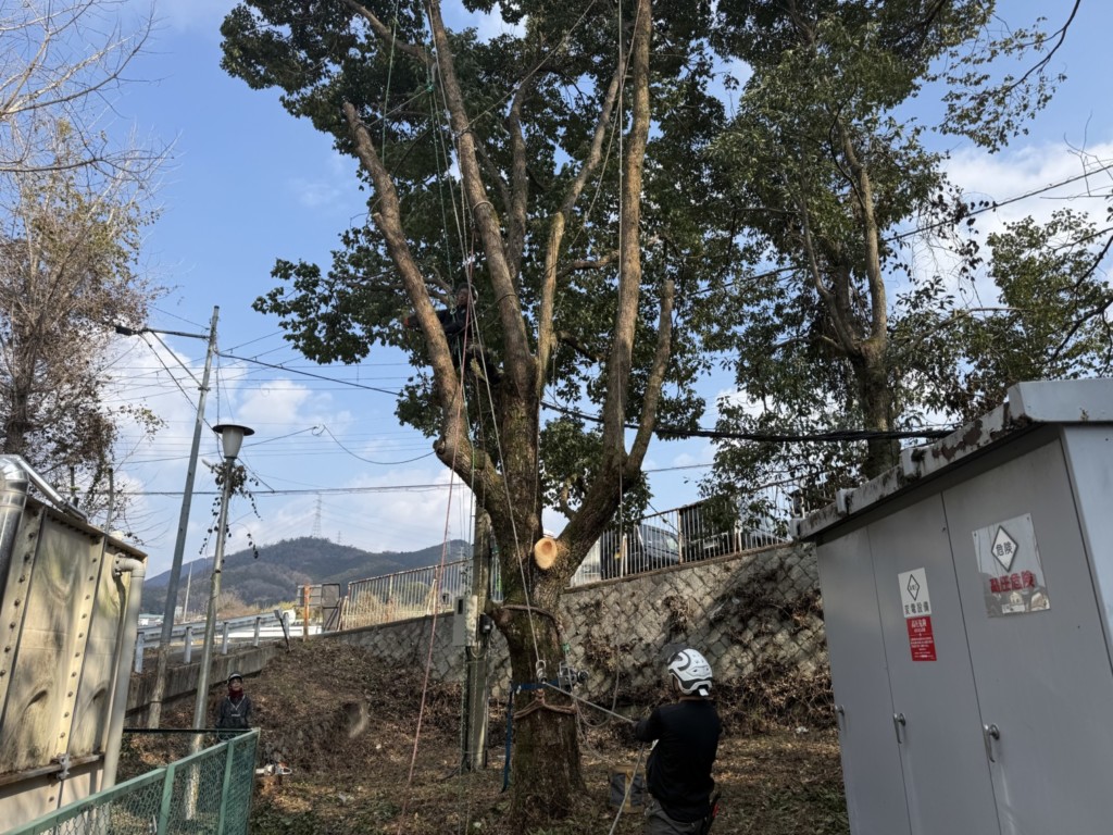 伐採　特殊伐採　大阪　関西