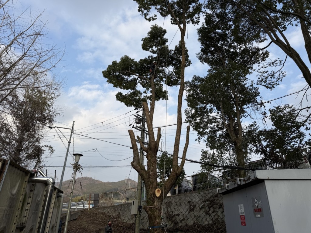 伐採　特殊伐採　大阪　関西