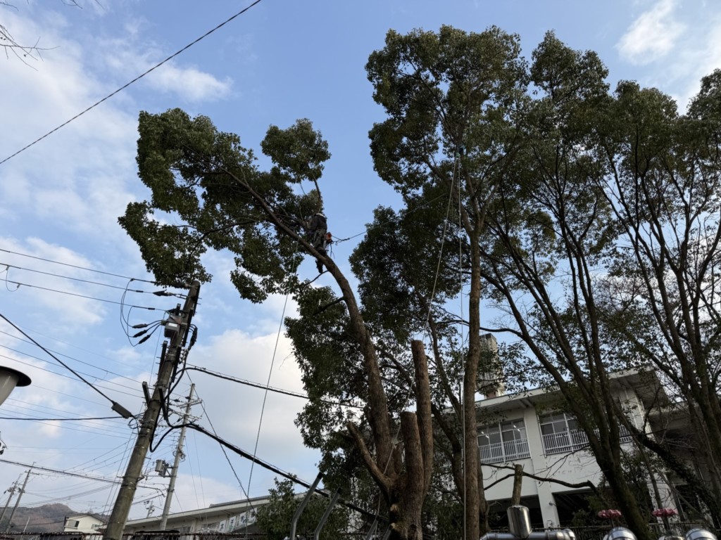 伐採　特殊伐採　大阪　関西