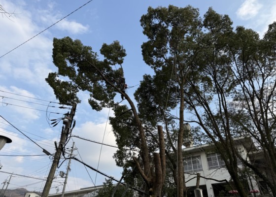 伐採　特殊伐採　大阪　関西