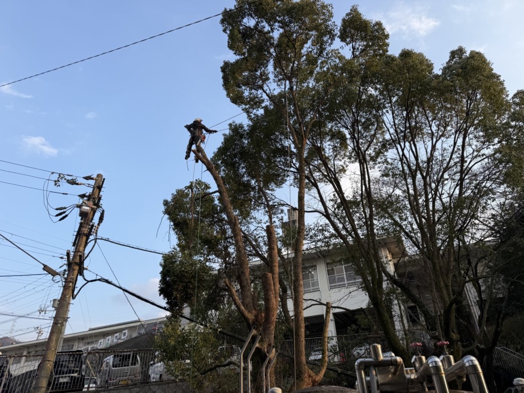 伐採　特殊伐採　大阪　関西