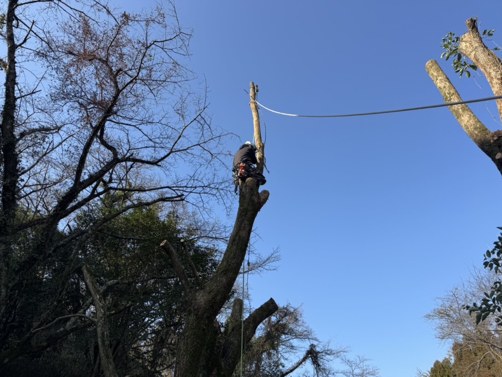 伐採　特殊伐採　大阪　関西
