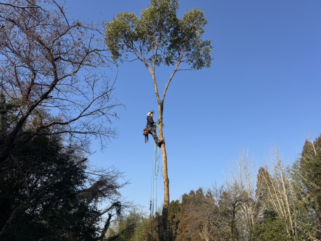 伐採　特殊伐採　大阪　関西