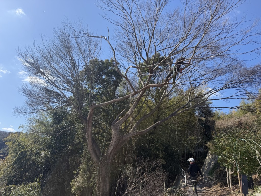 伐採　特殊伐採　関西　大阪