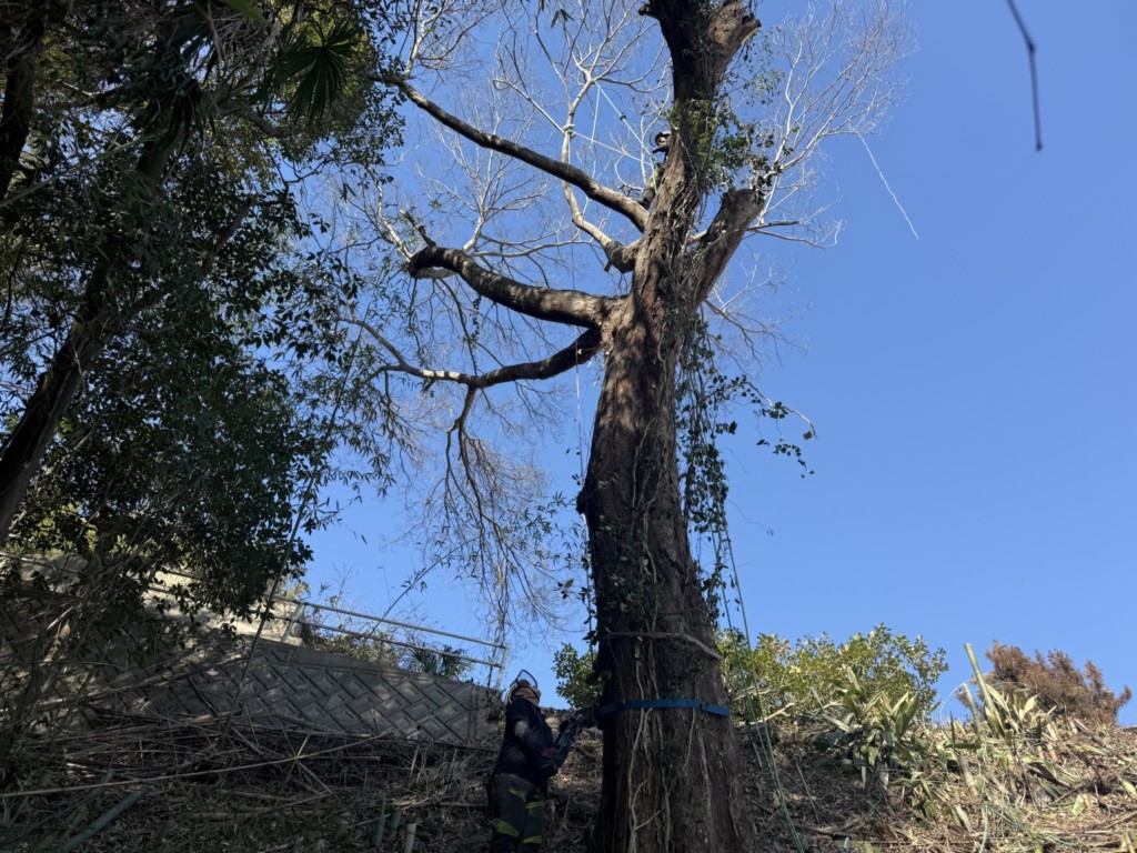 伐採　特殊伐採　関西　大阪