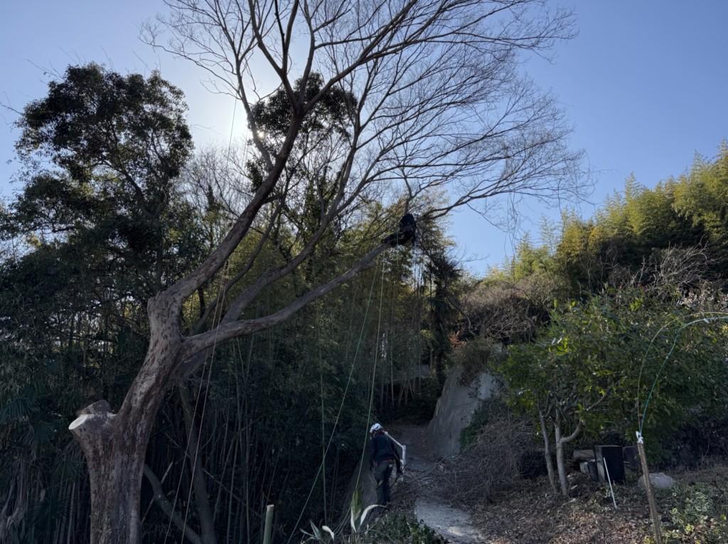 伐採　特殊伐採　関西　大阪