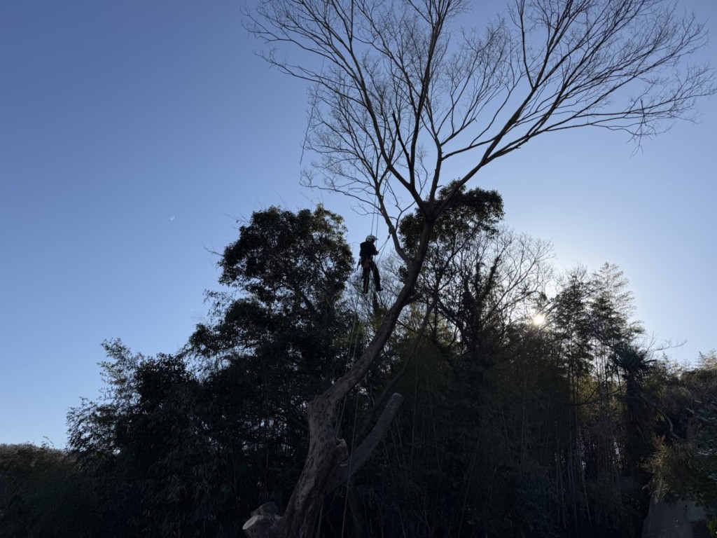 伐採　特殊伐採　関西　大阪