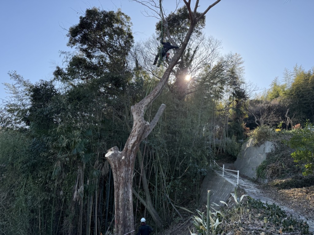 伐採　特殊伐採　関西　大阪