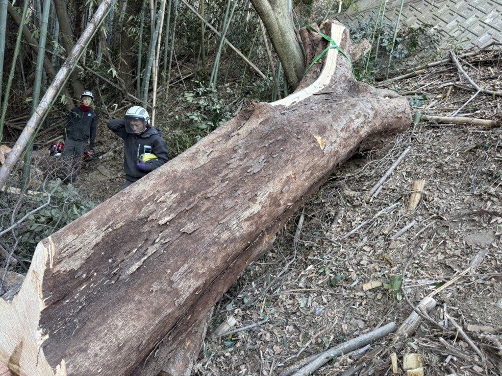 伐採　特殊伐採　関西　大阪