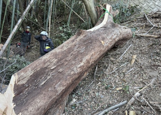 伐採　特殊伐採　関西　大阪