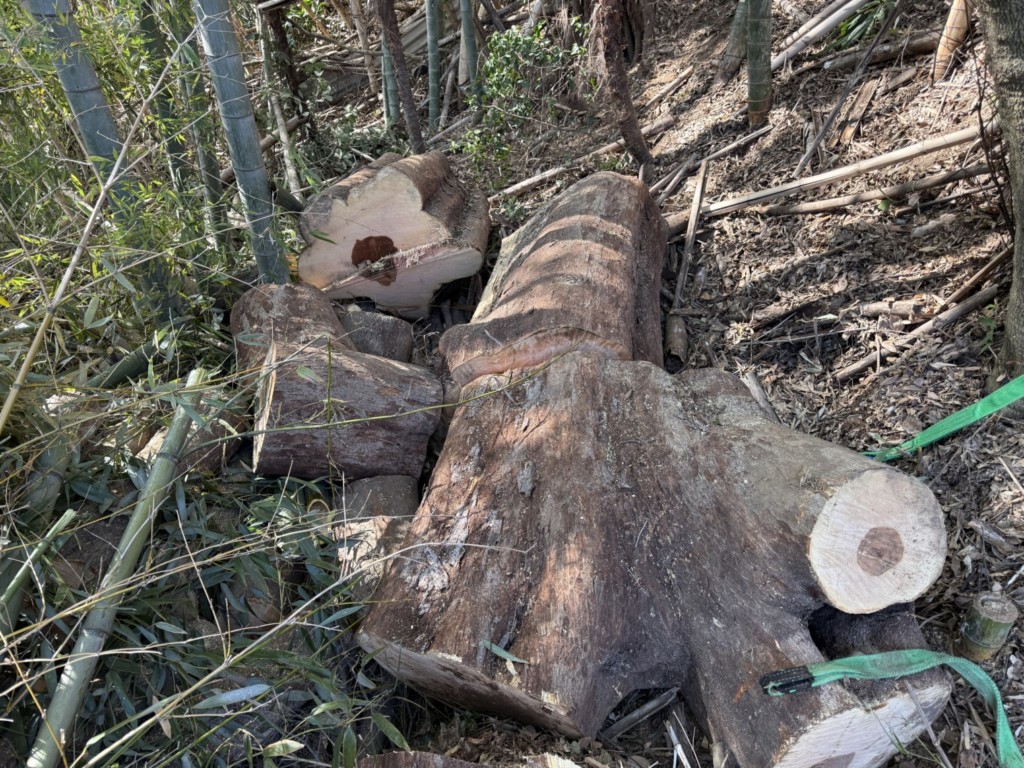 伐採　特殊伐採　関西　大阪
