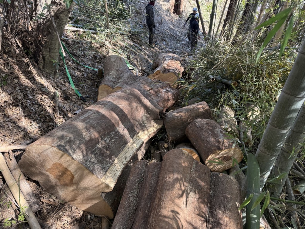 伐採　特殊伐採　関西　大阪