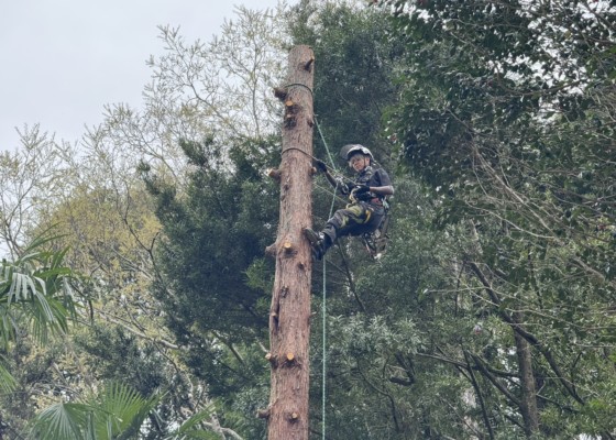 大坂　伐採　特殊伐採