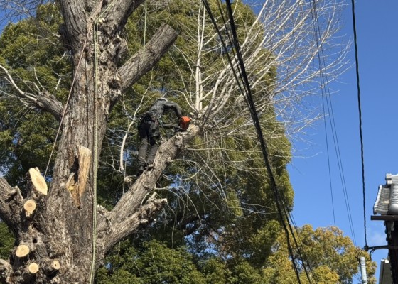 大坂　伐採　特殊伐採